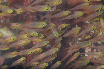 school of small fish