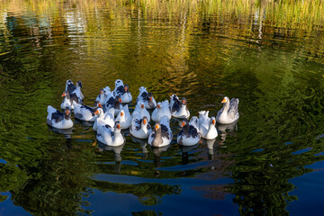 Geese Swimming Together on Green Pond Water