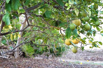 Lemon tree with ripe lemons growing
