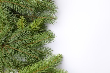 Christmas tree branches on white background, flat lay. Space for text