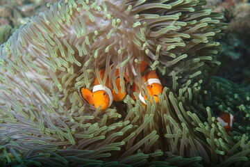 ocellaris clownfish , Amphiprion ocellaris