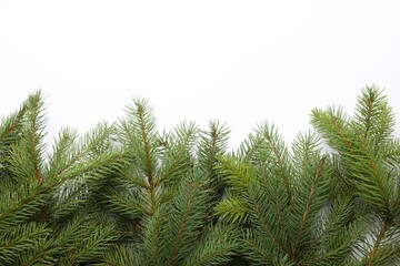 Christmas tree branches on white background, flat lay. Space for text