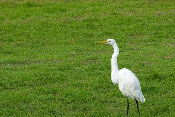 White egret on grass
