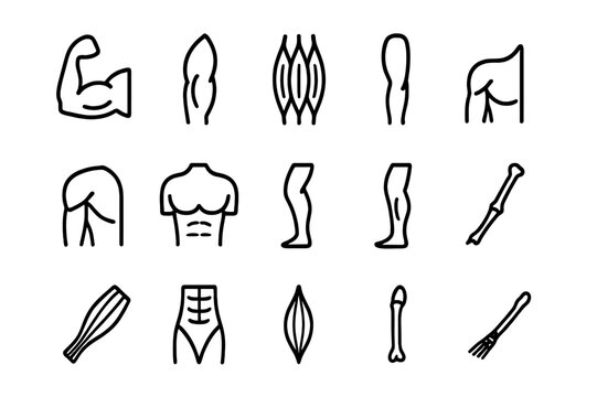 Muscle Icons Grid. Muscle structure. Line icon set of muscle structure: biceps, triceps, quadriceps, hamstring, deltoid, pectoral, calf muscle, gluteus,