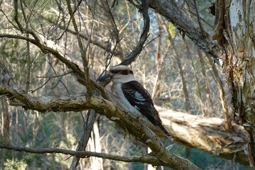 Kookaburra perched in the trees