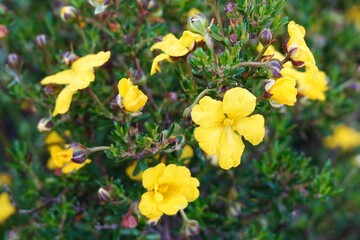 Fototapeta premium yellow flowers in spring