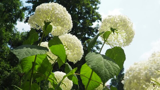 Hydrangea hortensia is a genus of flowering plants native to Asia and the Americas. Hydrangeas are popular ornamental plants, grown for their large flowerheads. Large white flowers in the garden