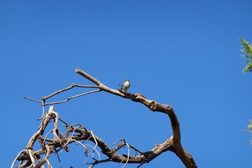 Splendid fairywren perched on tree branches against blue sky