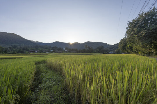 Serene rice paddy field in rural countryside with green agriculture landscape and mountain at sunset. This peaceful view offers feeling of tranquility and calm