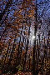 Forest Path in Autumn with Sun Peeking Through Trees