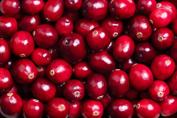 Fresh large cranberries, close-up, from above. Also known as bearberries, or American cranberries. Ripe and bright red Vaccinium macrocarpon, with shiny skin and acidic taste. Background. Photo