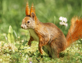 Eichhörnchen auf der sonnigen Wiese