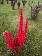 Radiant red barberry bush glowing in the autumn sun, bursting with deep crimson leaves that...