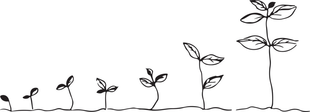 Seed to sprout growth stages line art silhouette, minimal black and white seedlings evolving along a timeline, concept.