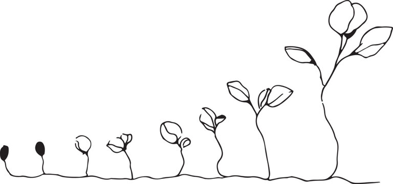 Seed to sprout growth stages line art silhouette, minimal black and white seedlings evolving along a timeline, concept.