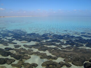 Living stromatolites in Shark Bay, Western Australia, ancient microbial reefs in turquoise water under a clear sky. © Sara