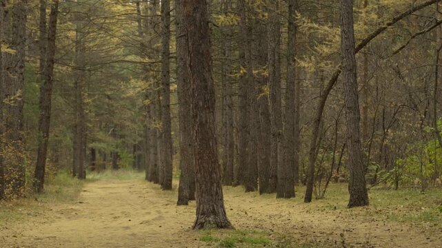 An immersive, handheld shot captures the essence of an autumn larch forest