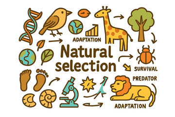 Fototapeta premium Natural Selection Doodles. Natural selection. Hand-drawn doodle illustration of Natural selection. DNA, finch