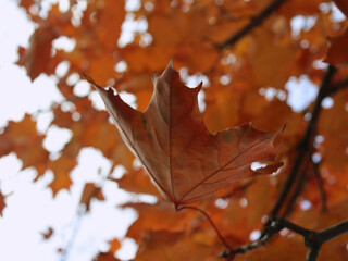 A striking autumn photograph capturing vibrant leaves dramatically contrasted against a moody, gloomy gray sky. This atmospheric image is perfect for seasonal themes, fall promotions, or nature blogs