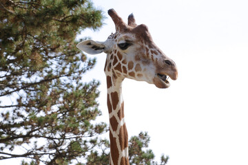 Portrait of a beautiful giraffe