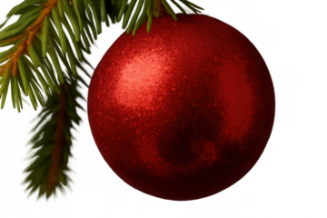 Red christmas ornament hanging from a spruce branch, creating a festive holiday decoration, transparent background