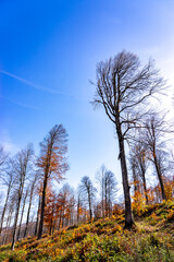 Autumn Forest Trees Showing Vibrant Seasonal Colors Against Blue Sky