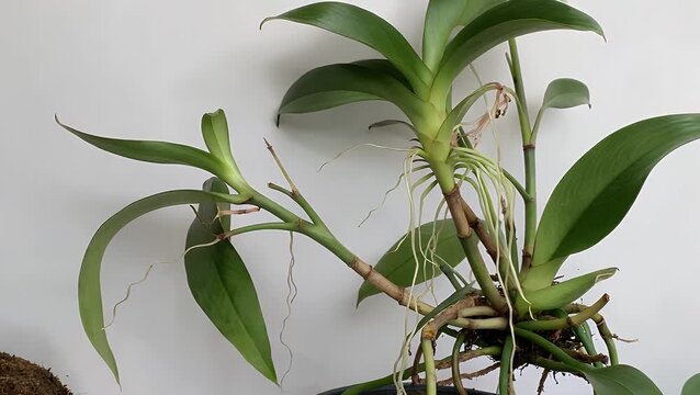 Chlorophytum Comosum Species of Foliage Plant Commonly Known as the Spider Plant Displayed Against a Plain White