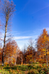Fototapeta premium Autumn Forest Trees Showing Vibrant Seasonal Colors Against Blue Sky