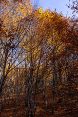 Fototapeta premium Autumn Forest Trees Showing Vibrant Seasonal Colors Against Blue Sky