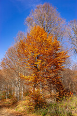 Fototapeta premium Autumn Forest Trees Showing Vibrant Seasonal Colors Against Blue Sky