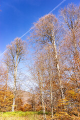 Autumn Forest Trees Showing Vibrant Seasonal Colors Against Blue Sky