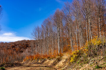 Fototapeta premium Autumn Forest Path Covered with Fallen Leaves