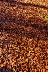 Autumn Leaves Covering Ground Creating Beautiful Fall Texture