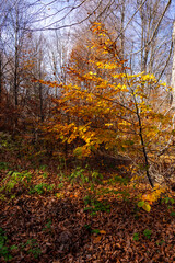Fototapeta premium Autumn Forest Trees Showing Vibrant Seasonal Colors Against Blue Sky