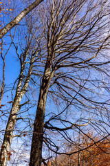 Autumn Forest Trees Showing Vibrant Seasonal Colors Against Blue Sky