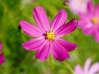 Fototapeta premium 가을 분홍 코스모스 꽃, 들꽃