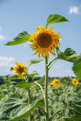 sunflower on blue sky background
