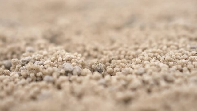Tiny crab creating sand bubbler, sand balls on the beach
