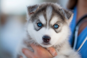 Adorable gray and white Siberian husky puppy with striking blue eyes being gently held by a person in a blue outfit with a stethoscope in the background