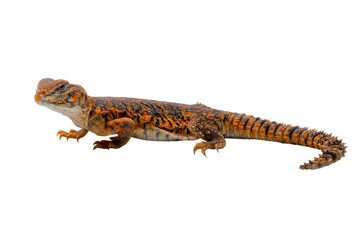 Saharan spiny-tailed lizard (Uromastyx geyri) is endemic to North Africa.