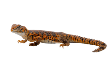 Saharan spiny-tailed lizard (Uromastyx geyri) is endemic to North Africa.