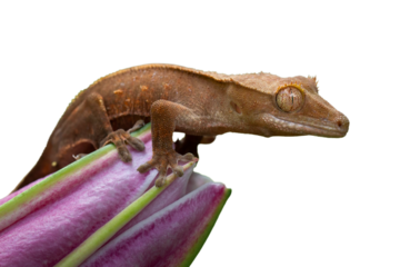 The Crested Gecko (Correlophus ciliatus) is a species of gecko native to southern New Caledonia.
