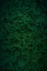 Thuja leaves texture green background. Natural background of thuja tree branches.