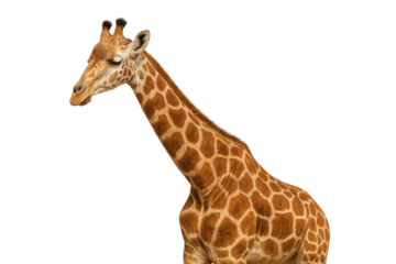 Giraffe head and neck with distinctive spotted patterns on a transparent background, isolated wildlife animal element