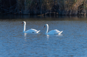 swans on a river