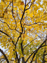 Maple tree in autumn. A yellow explosion of branches and foliage. Banner or webpage background.