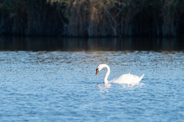 swans in the lake