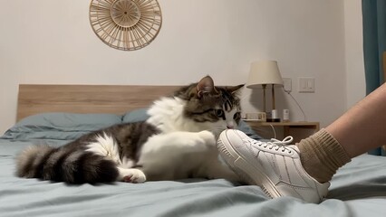 Feline Relaxing Upon a Bed in Close Proximity to the Lower Extremity of a Human Person  Representing Companionship and