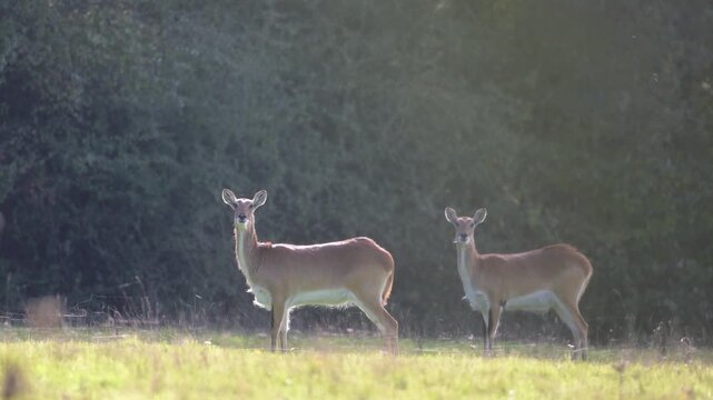 Two females red lechwe in alert observing in a grassland. Kobus leche, R&eacute;serve zoologique de la Haute-Touche, Azay le Ferron, Indre 36, r&eacute;gion Centre Val de Loire, France, European Union, Europe