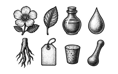 Fototapeta premium Vintage botanical and apothecary elements set in engraved style